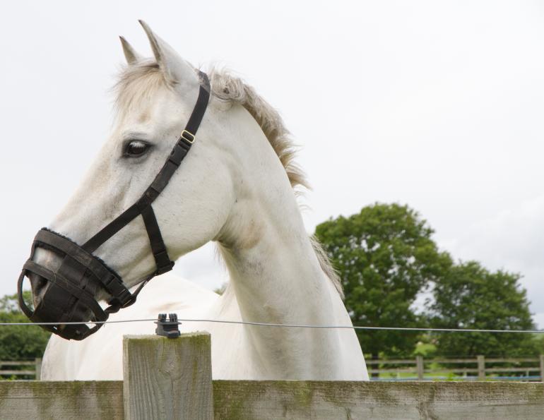 equine obesity, horse equine nutrition, horse grazing equine grazing horse overgrazing equine overgrazing horse muzzle equine muzzle muzzle for grazing
