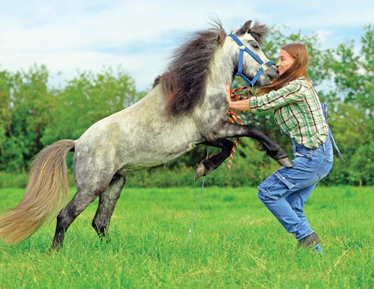 evolution of ponies, riding ponies, training ponies, children and ponies, nikki alvin smith, what to look for in a pony, my pony bites