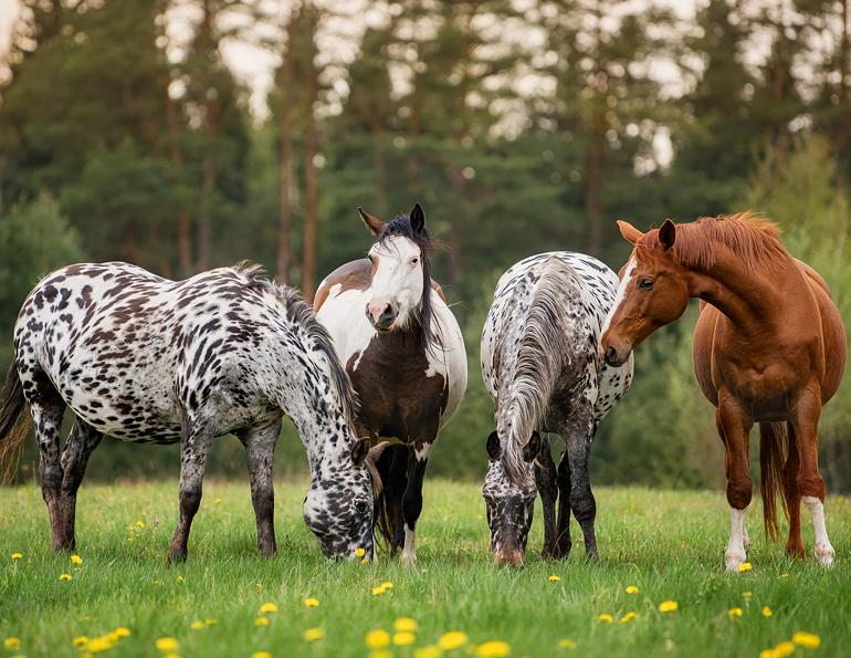 horse abuse, horse welfare, canada horse welfare, national farm animal care council, health and animals act cfia, horse welfare alliance of canada, are horses livestock, horse neglect, rules for rodeo welfare