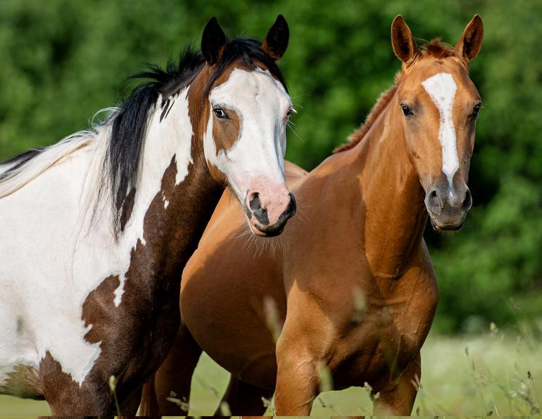 equine dermatology, how to tell if my horse has allergies, rash on horse, hives on horse, equine allergies nutrition, horse's ear plaque, genetic testing allergies horses, uc davis center for Equine Health