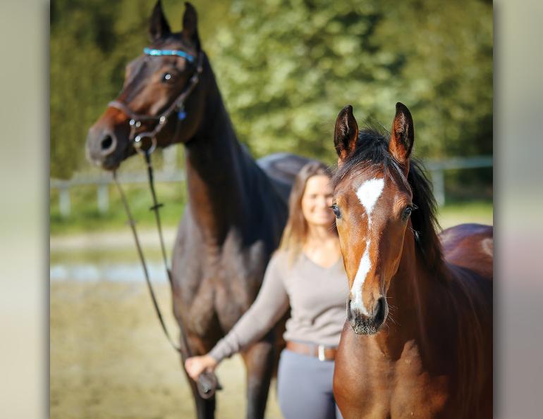 horse scared trailer, horse psychology, how to be respectful of my horse, how to talk to horse, helping my horse hard times, alexa linton