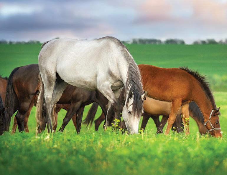 Omega-3s for horses, Omega-6s for horses, understanding horses supplements, what supplements should I feed my horse, equine supplements, equine Omega-3s, equine Omega-6s, Madeline Boast, Metabolic Pathway for horses, equine Metabolic Pathway, benefits of Omega-3s for horses, benefits of Omega-6s in horses, Linseed oil source of Omega-3s, grain-free for horses