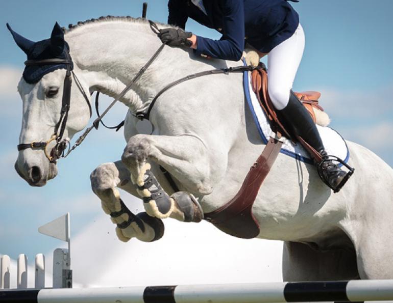  Dr. Crystal Lee, Equine Joint Inflammation, equine Osteoarthritis, healthy equine cartilage, healthy equine cartilage, Polysulfated glycosaminoglycan, equine articular cartilage