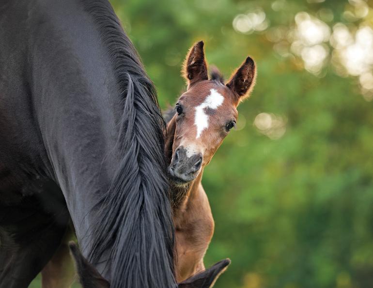 equine embryo production, IVEP horses, ICSI horses, equine genetics, embryo transfer horses, horse breeding technology, equine reproductive techniques, genetic testing horses
