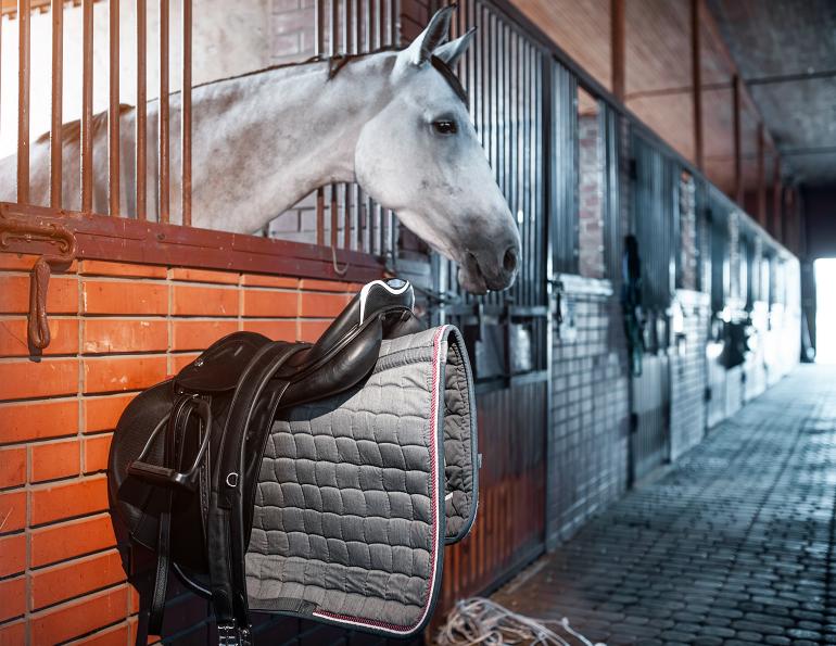 How Trump tariffs affect Canadian horse industry, affect of Trump's tariffs on Canadian horse industry, global horse trade affected by tariffs, 25 percent tariff on all goods entering the US from Canada, April 2 2025 Tariff announcement, how tariffs affect the Canadian horse industry