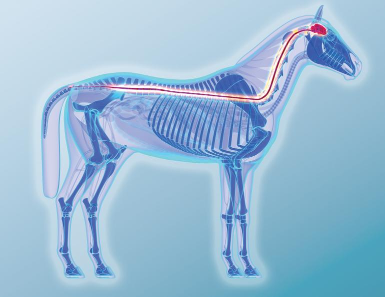 equine neurological conditions, uc davis center for equine health, infectious diseases horses, horse headshaking, diseases in foals, flies disease spread horses