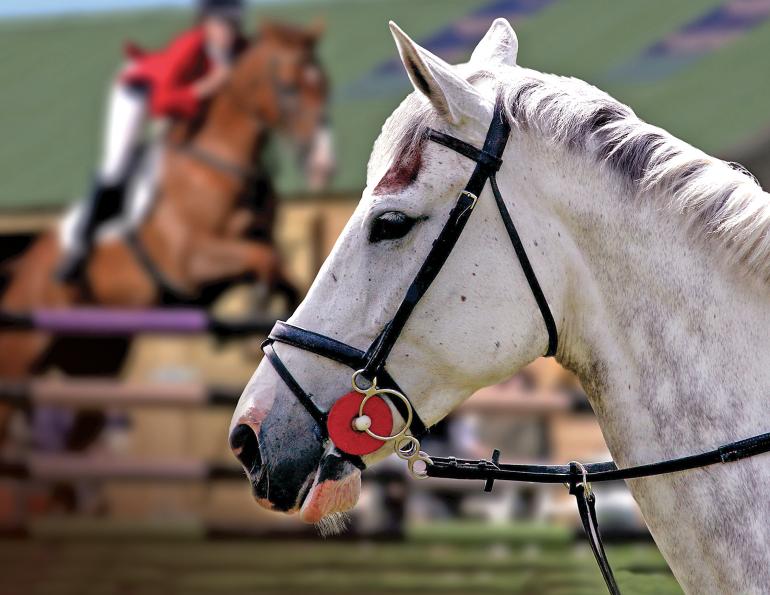 competing in horse show, nervous about horse show, anxiety horse competition, psychology for horse rider, equestrian psychologists, annika mcgivern