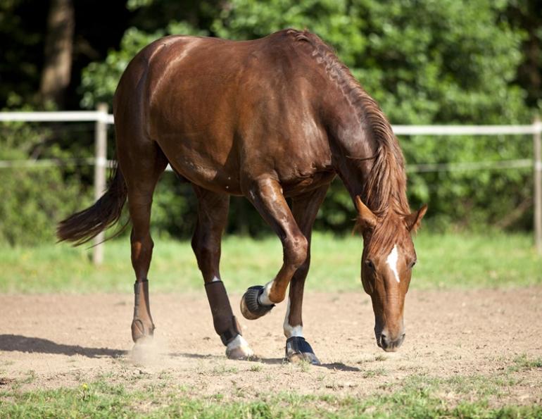 Preventing Colic horses, colic prevention equine, horse council bc, feeding and nutrition horses