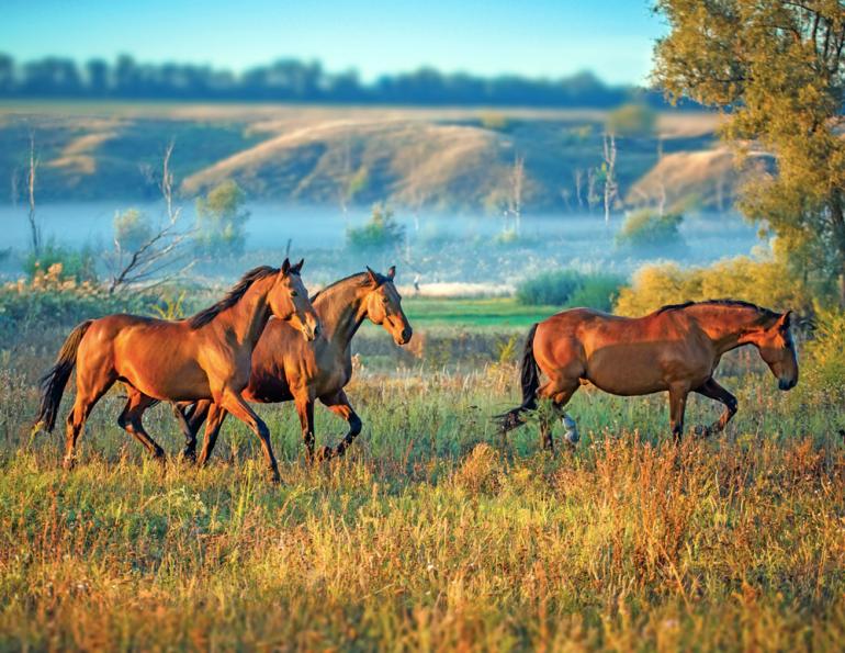 Does how often should the vet see my horse? How often should the farrier see my horse? how to deworm horse, when to vaccinate horse, preventing sweet itch horses, how much water horse need, steve chiasson