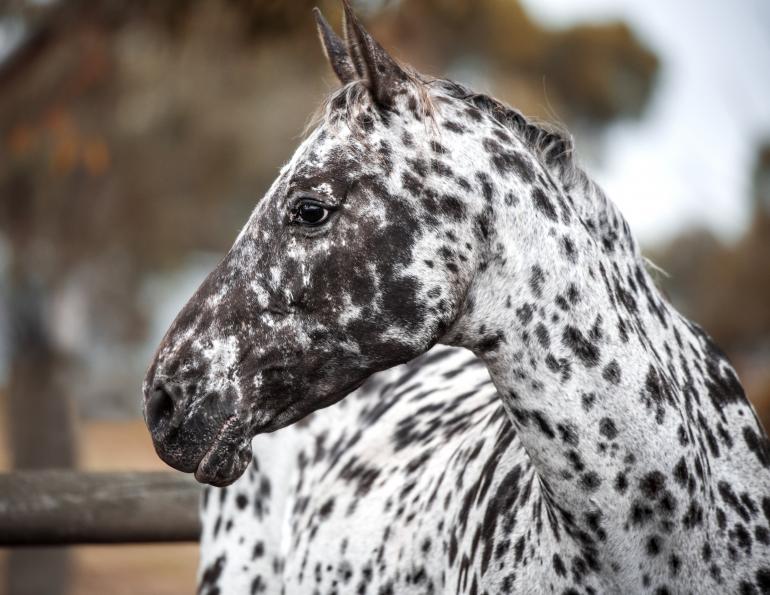 Night Blindness horses, is my horse blind, equine gene mutations, preventing blindless horse, electroretinography horses, csnb2 horse