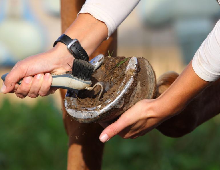 how to keep horse hooves healthy, shane westman farrier, uc davis veterinary hospital, how often hore hoof trim
