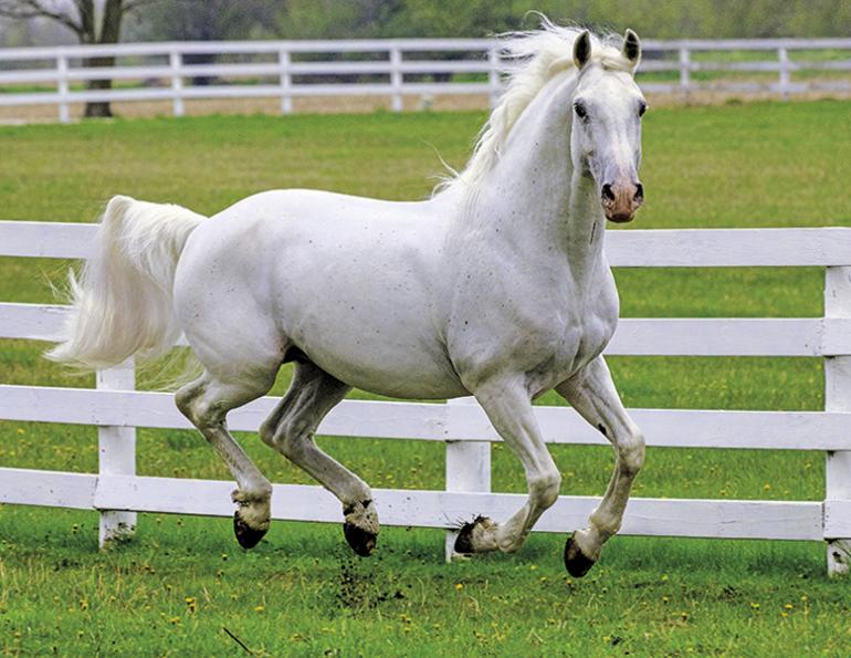 housing stallions, windy coulee canadian horses, coulee dawn, stallions and mares, happy stallion, aggressive stallion