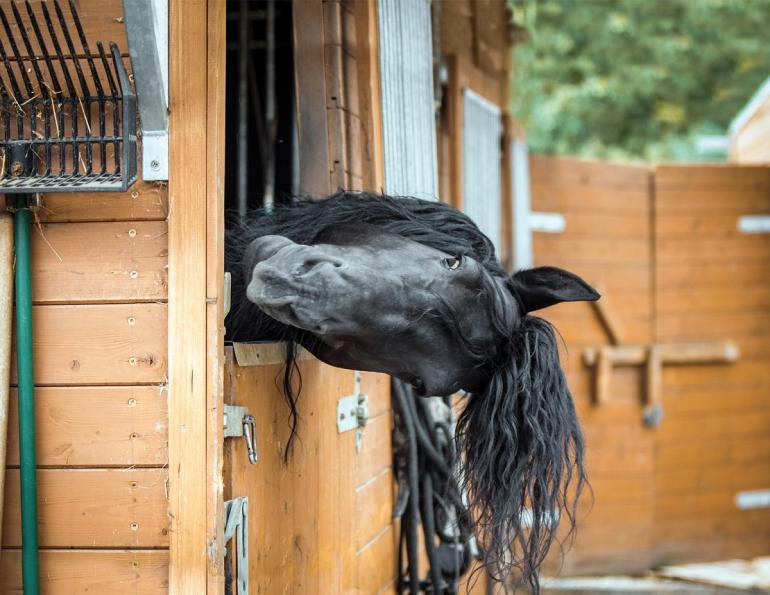 utilize information on horse feed tag label, understanding feed tag label, understanding equine feed tag label