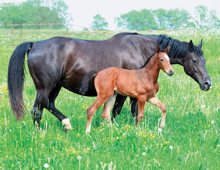 nutrition for the foal, calcium for mare and foal, creep feed system, shelagh niblock, deveopmental orthopedic disease equines