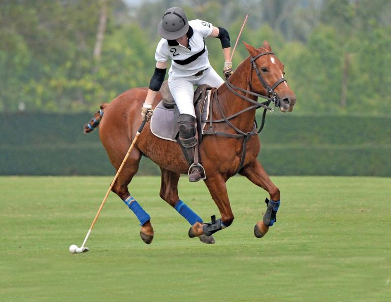 horse meal timing, importance of horse mealtimes, Feeding for equine foregut health, Feeding for equine hindgut health, performance horse mealtimes