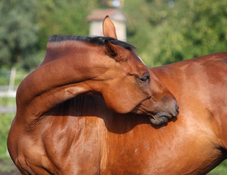 horse self-mutilation syndrome,  Lynne Gunville, Dr. Claire Card, horse skin, unusual horse noises, flank biting, equine self-mutilation syndrome, horse care