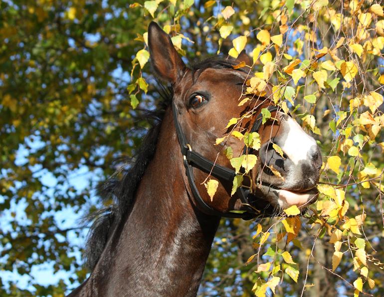 toxic plants, toxic trees, toxic horse, horse toxic, horse poison, equine poison
