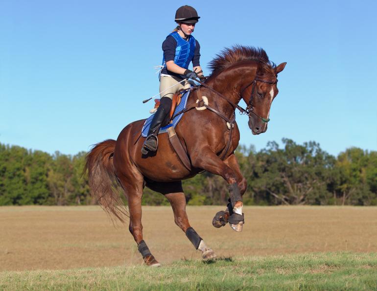 Controlling your emotions when Horse Training, level-headed horse training, positive reinforcement for horses, Will Clinging