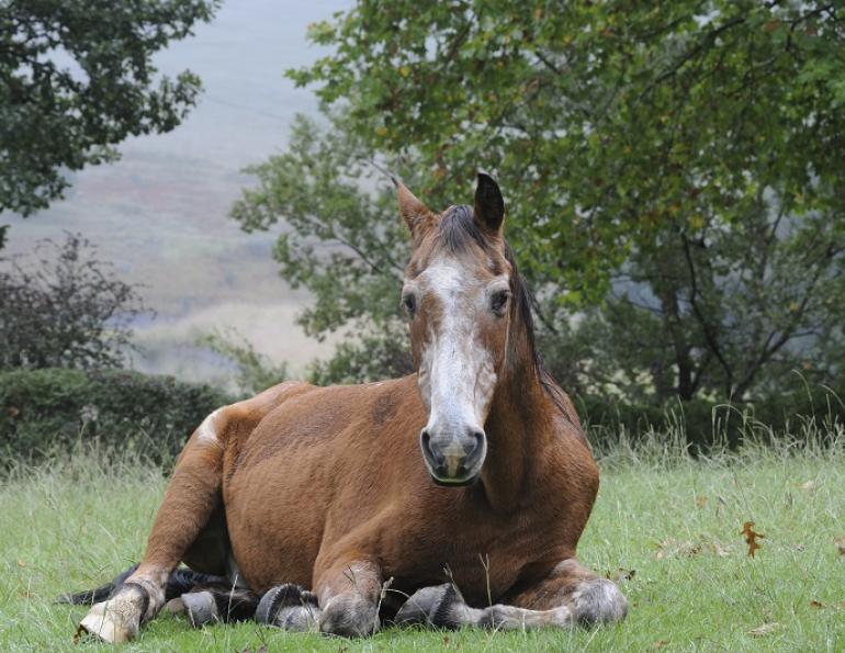 senior horse older horse aging horse laminitis older horse impaction colic older horse cushings older horse ppid older horse dental problems older horse