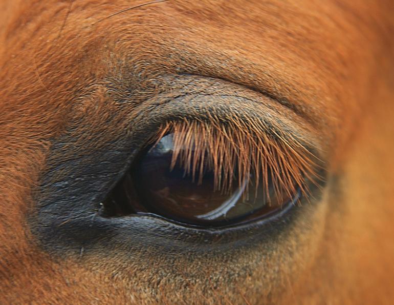 equine eye disease, equine vision, lynne sandmeyer dvm, small animal clinical sciences wcvm, equine eye anatomy, equine corneal ulcer, equine conjunctival pedical graft, equine uveitis, equine iris, equien glaucoma, equine cataract, equine enucleation surgery, horse care