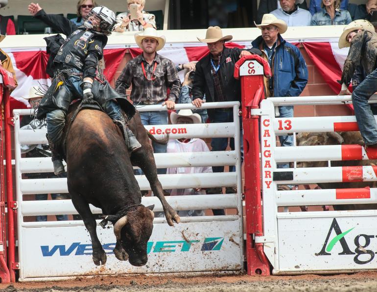 calgary stampede equine events, rodeo calgary stampede, bull riding calgary stampede research anderson-chisholm animal care and welfare, faculty of veterinary medicine university of calgary dr ed pajor