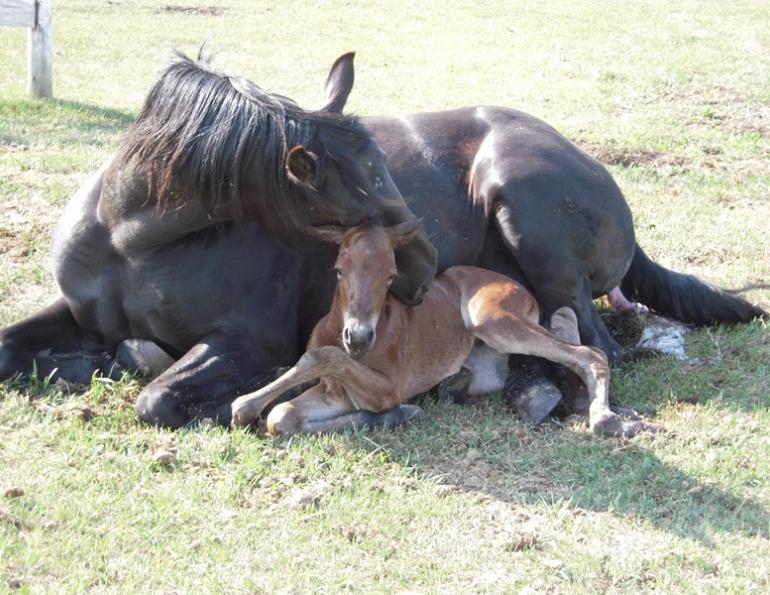 kentucky equine, equine research, foal oxygen, foal oxygen deprivation, horse oxygen, foal health, horse breeding health, neurologic conditions horses