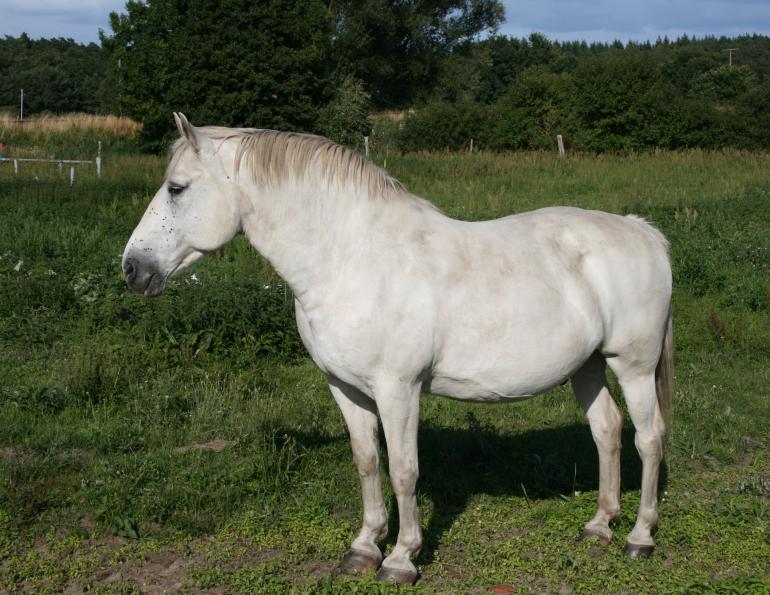 Equine Metabolic Syndrome, equine Obesity, fat horses, equine fat tissue, obese horses, equine insulin resistance, equine laminitis