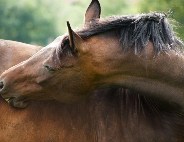 Bellyaches, Blockages, & Bloating in Horses: Colic Causes & Recovery