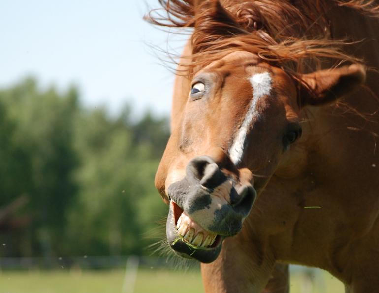 headshaking horse, equine headshaking, horse shaking head, headshaking syndrome, percutaneous electrical nerve stimulation, pens neuromodulation