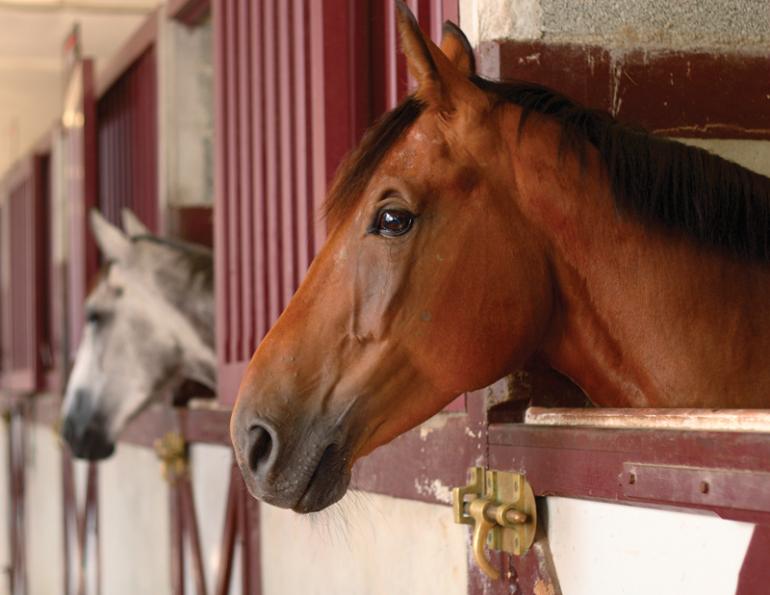 equine respiratory ailments, horse barn air quality, horse care, horse barn drainage, horse barn ventilation, equine respiratory system, horse bedding