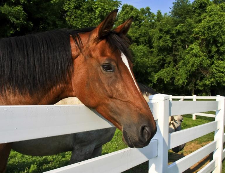 building a horse fence, equine fence, fencing equestrian property, fencing acreage, how to build a fence for horses
