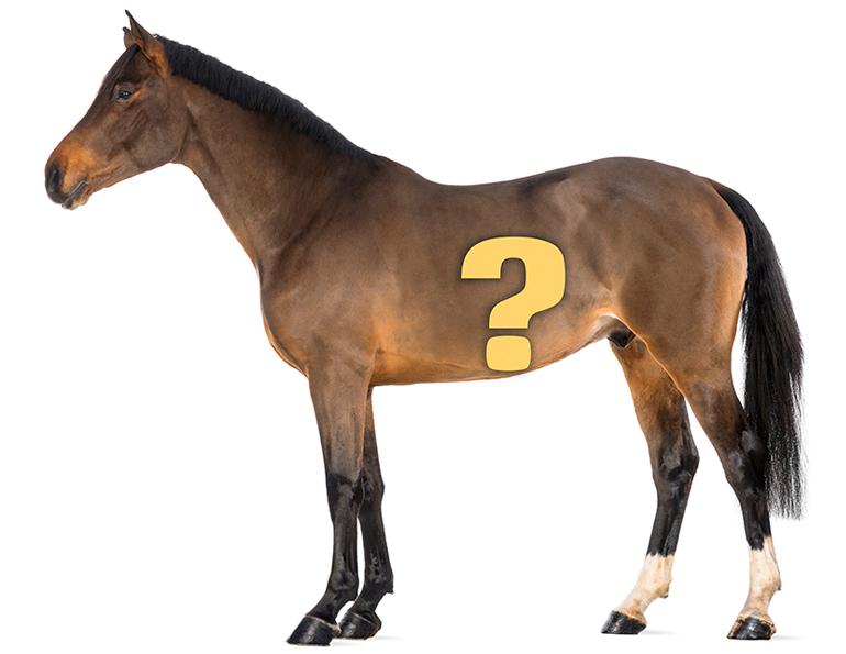 University Saskatchewan, U of S, equine imaging technology, Dr. Julia Montgomery, equine small intestine, equine capsule endoscopy, horse capsule endoscopy, equine camera pill, equine research, horse care