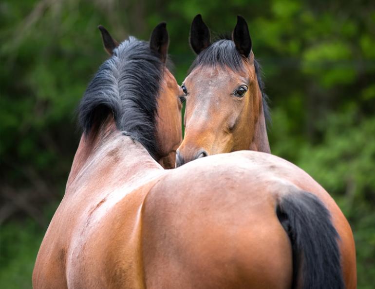 Equine Cloning, horse cloning, is cloning safe?, cloned equine embryo, Dr. Katrin Hinrichs, professor Patsy Link, College of Veterinary Medicine & Biomedical Sciences, embryo care, Cryozootech colt Gemini, Margaret Evans, genetic horse cloning defects, Blake Russell horse cloning, Pure Tailor Fit horse cloning