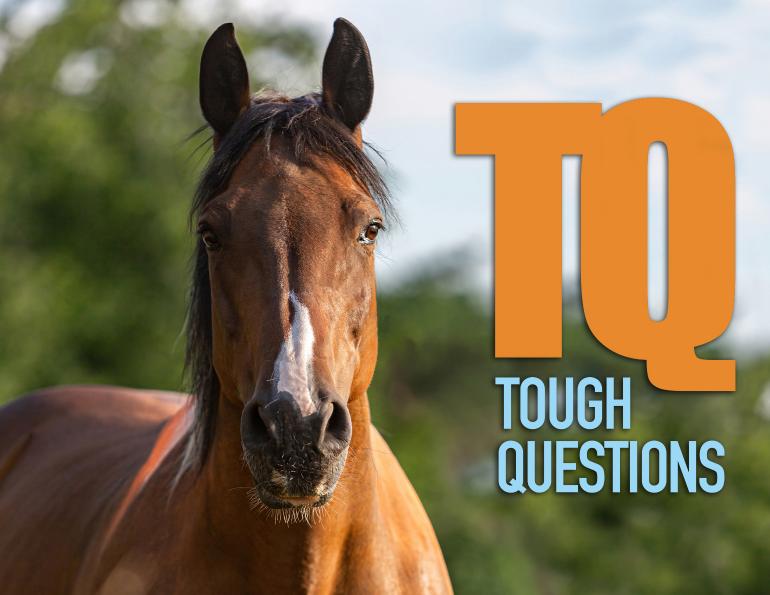 ec coach licensing, equestrian canada coach certification