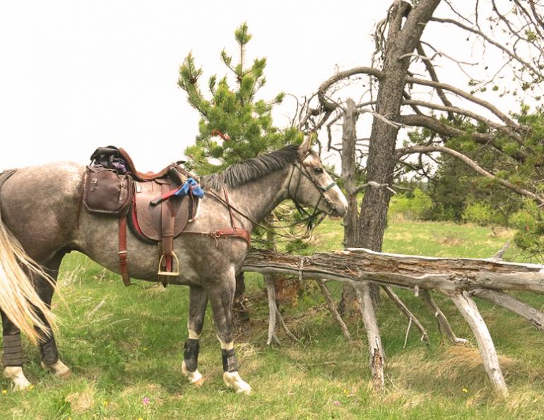 fort Walsh, Grasslands National Park, horse trail, trail riding, saskatchewan trail riding, prairie trail riding, horse camping