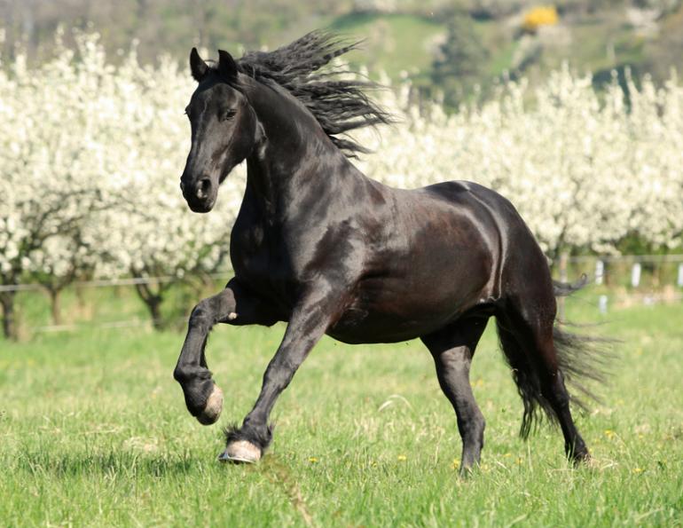 horse spring checkup, equine spring checkup, checking horse blanketing, checking horse skin, check for horse parasites, check horse's teeth, Evaluate horse Feeding Program, check horse vaccinations