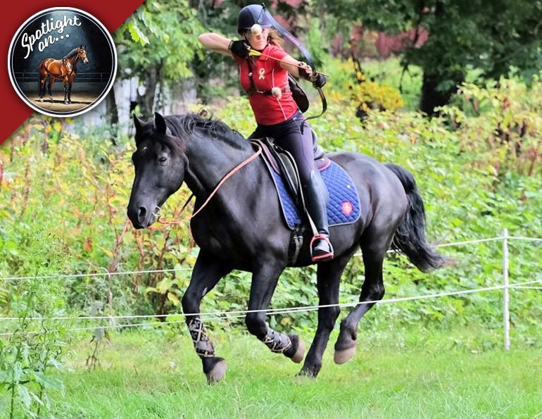 canadian horse breed, canada's national breed, chhaps, canadian horse heritage & preservation society, canada's national horse, canadian horse archery