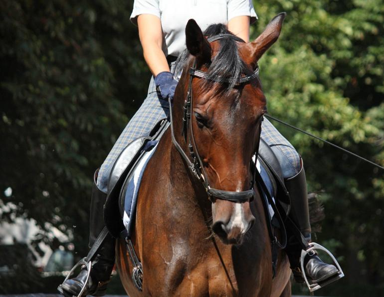 Jec Ballou, horse trainer, jec aristotle ballou, western dressage, jec ballou, dressage exercises for horse and rider, equine fitness