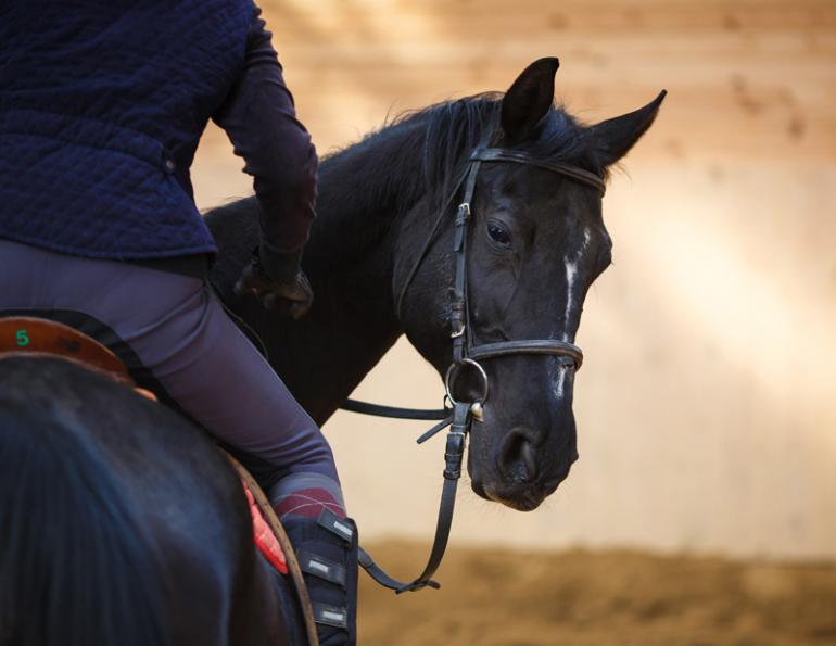 Jec Ballou, horse trainer, jec aristotle ballou, western dressage, jec ballou, dressage, exercises for horse and rider, equine fitness