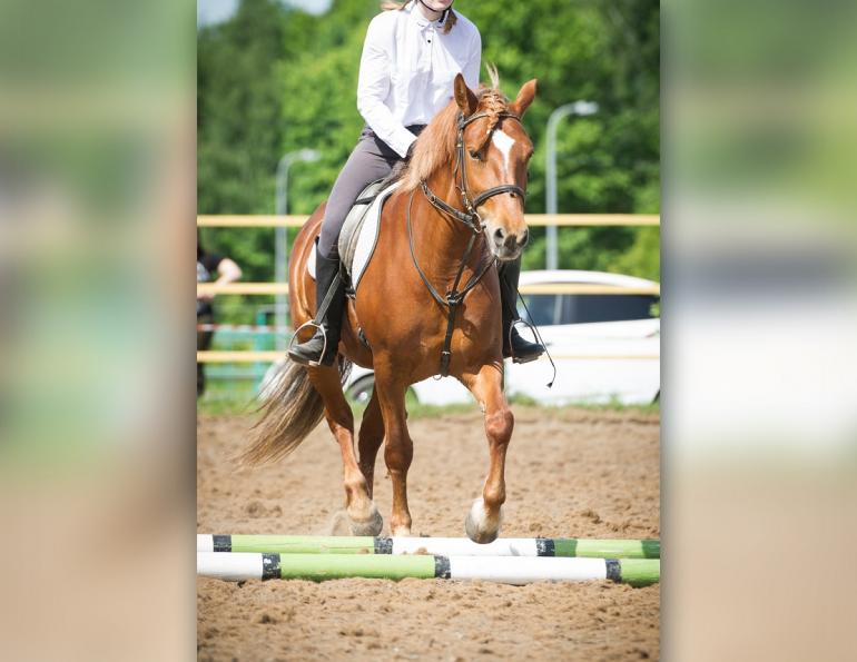 horse rider cross-training, horse riding beginner, Jec Ballou, horse trainer, jec aristotle ballou, western dressage, jec ballou, dressage exercises for horse and rider, jec ballou, equine fitness, beyond horse massage, Jec Ballou