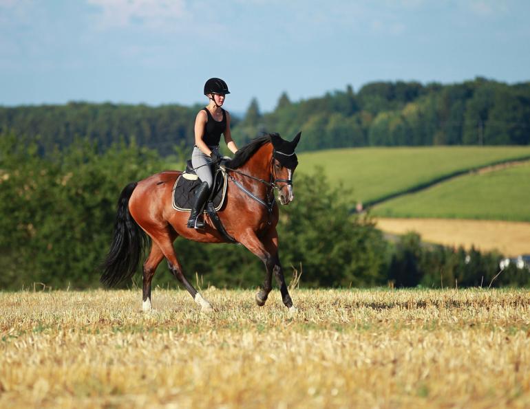 jec ballou horse trainer, equine fitness, beyond horse massage, respecting the horse