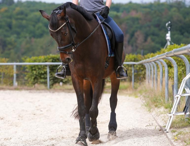 perfect position of horse, how to relax the hores's reins, jec ballou equestrian training, jec ballou blog