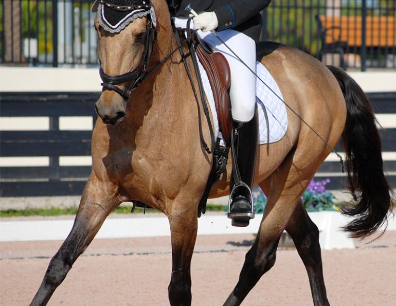 Jec Ballou, horse trainer, jec aristotle ballou, western dressage, jec ballou, dressage exercises for horse and rider, jec ballou, equine fitness, beyond horse massage, Jec Ballou