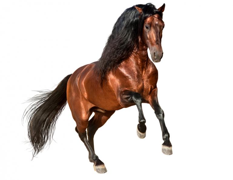 Jec Ballou, horse trainer, jec aristotle ballou, western dressage, jec ballou, dressage exercises for horse and rider, jec ballou, equine fitness, beyond horse massage, Jec Ballou