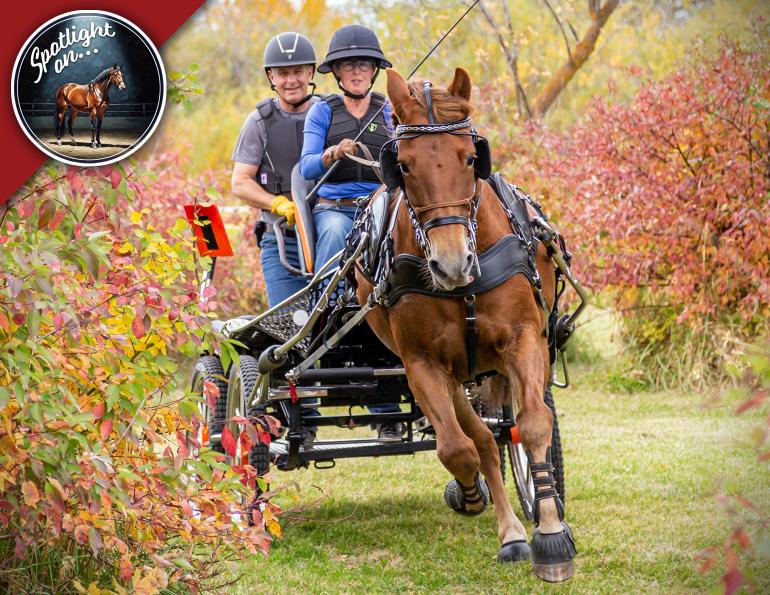 canadian horse breed, canada's national breed, chhaps, canadian horse heritage & preservation society, canada's national horse, canadian horse western dressage