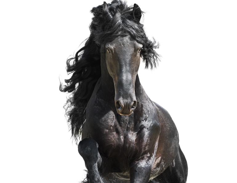 Jec Ballou horse trainer jec aristotle ballou western dressage jec ballou dressage exercises for horse and rider jec ballou equine fitness, horse behaviour, equine training Canada, horse rider connection, why horses mirror owners, horse psychology, equestrian tips Canada, horse temperament, rider influence on horse, horse training advice, equine behaviour insights, Canadian horse owners, improving horse behaviour