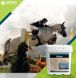 horse health, horse health supplement, joint pain supplement, animal health,