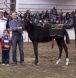 Canada's Premiere Warmblood Auction