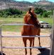 fencing, equine fencing, fencing BC, trusted equine fencing, continuous fencing,