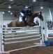 Canada's Premiere Warmblood Auction
